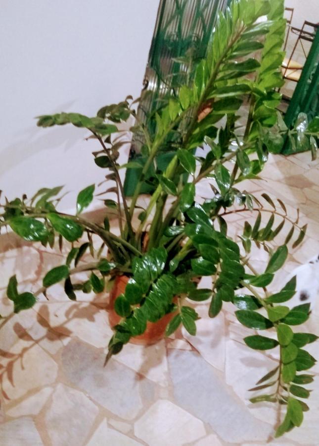 Renascenca