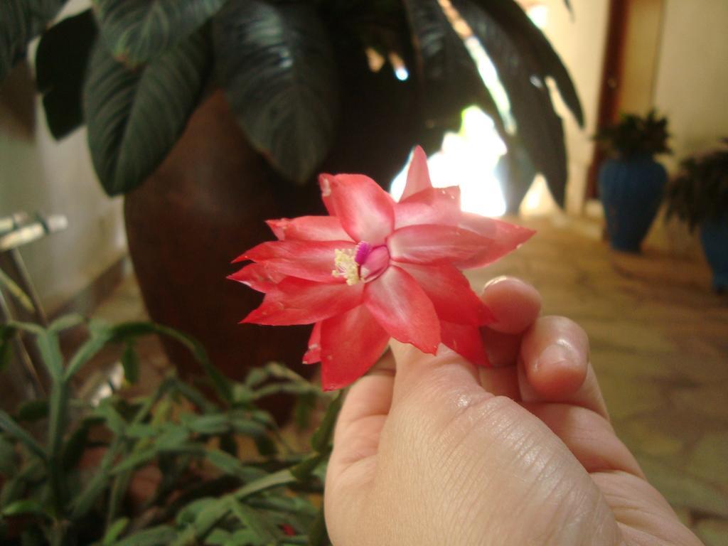 Renascenca 2*