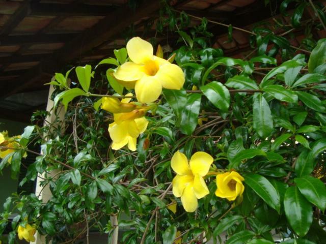 Renascenca Inn Serra Negra (Sao Paulo)